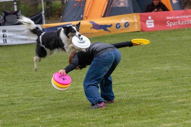 DogFrisbee