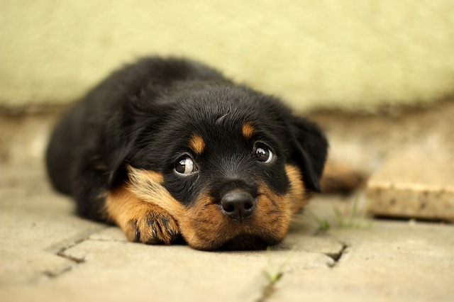 rottweiler štěně